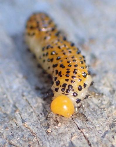 Arge ochropus